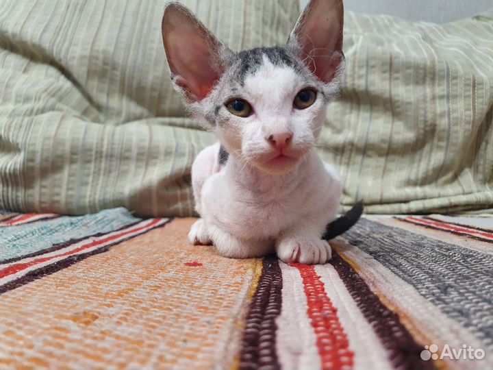 Донской сфинкс велюр котята