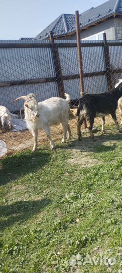 Козел Ламанча