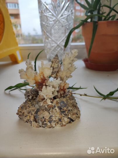 Морской коралл с ракушками