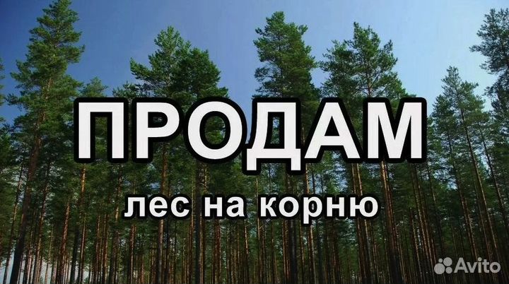 Лес на корню Архангельская обл / Карелия