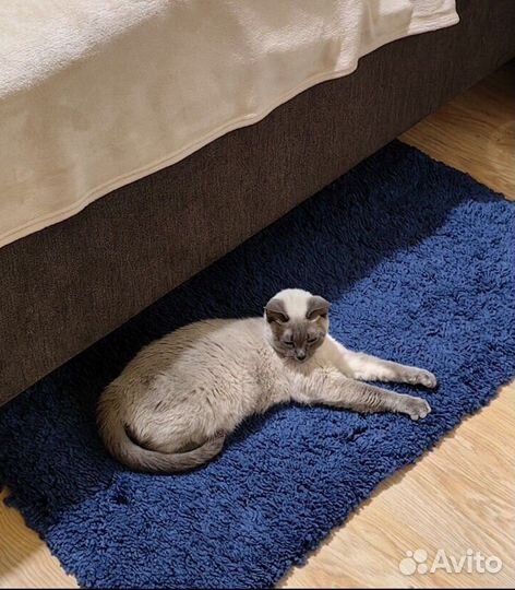 На поиск дома 12 часов