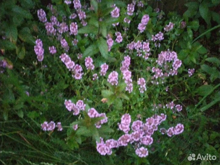 Мята, хоста,окопник, ландыши, папоротник