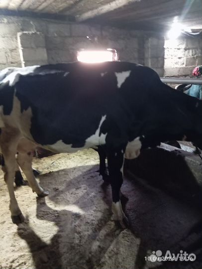 Корова стельная дойная 3 года