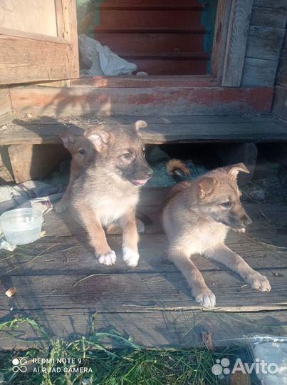 Щенки бесплатно