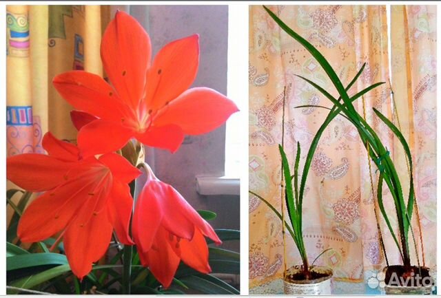 Домашние растения. Инструмент ухода и полива