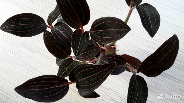 Лудизия Сингониум Spear Point Каллизия Элеганс