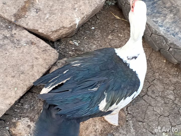 Мускусные индоутки самки