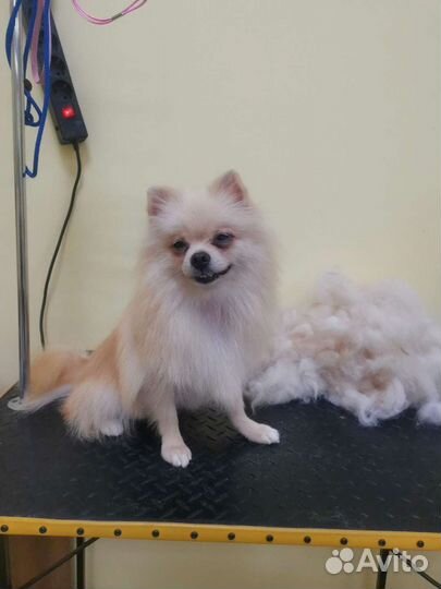 Груминг собак