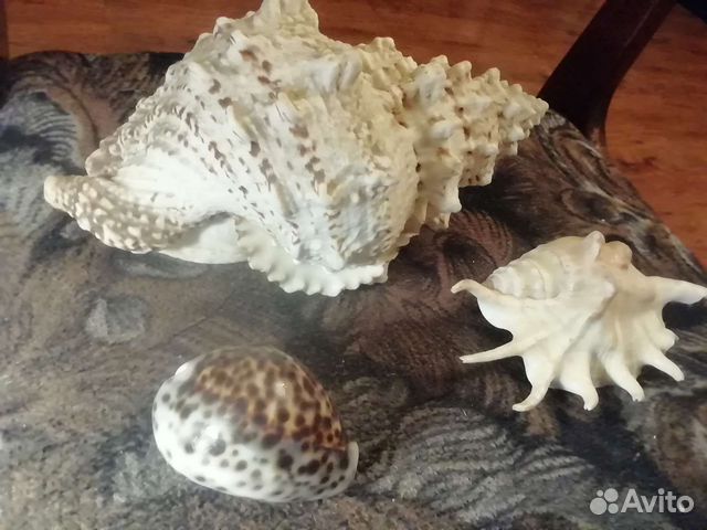 Ракушки морские, разные, очень красивые