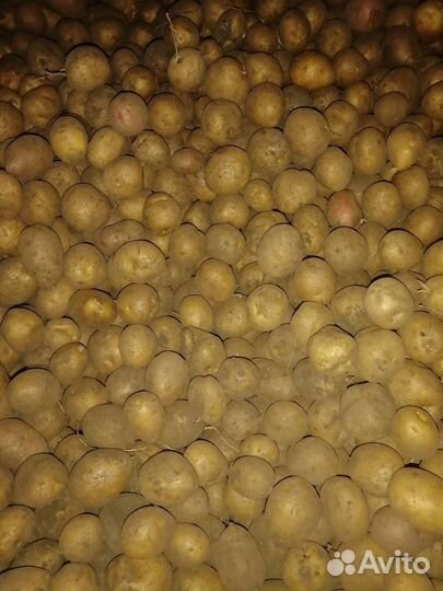 Семенной картофель галла