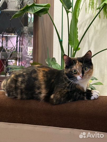 Кошки в добрые руки бесплатно