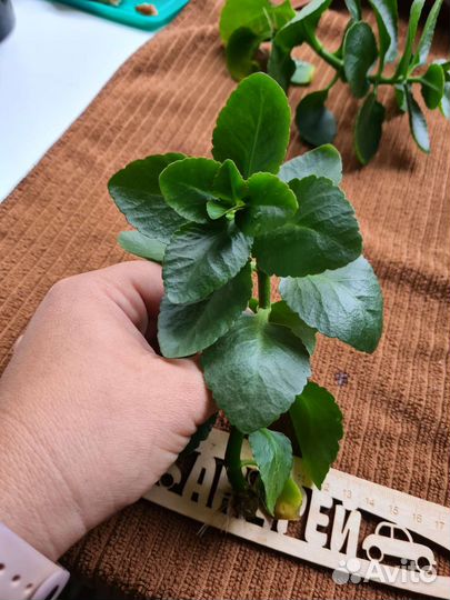 Толстянка. Каланхоэ