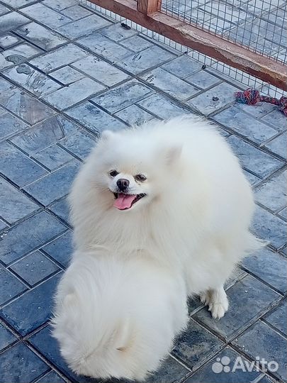 Померанский шпиц вязка