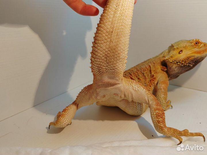 Бородатая агама с террариумом