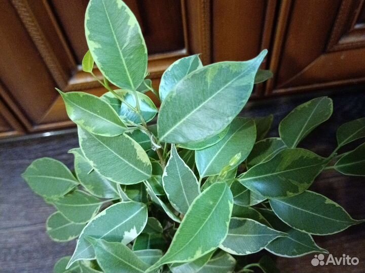 Фикус Бенджамина (40 см примерно вместе с горшком)