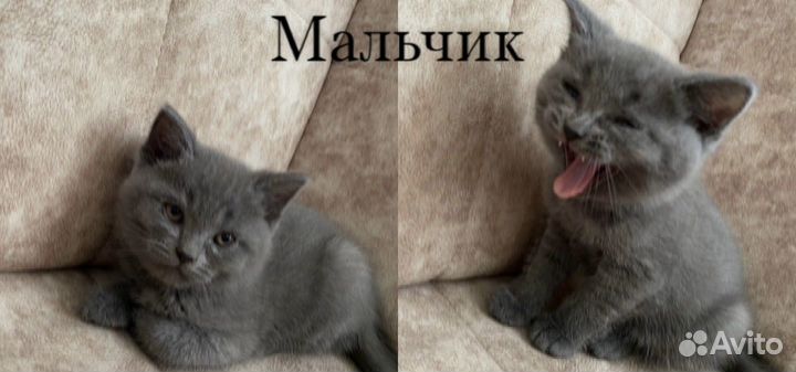 Шотландская