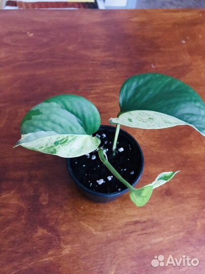 Сциндапсус марбл apple