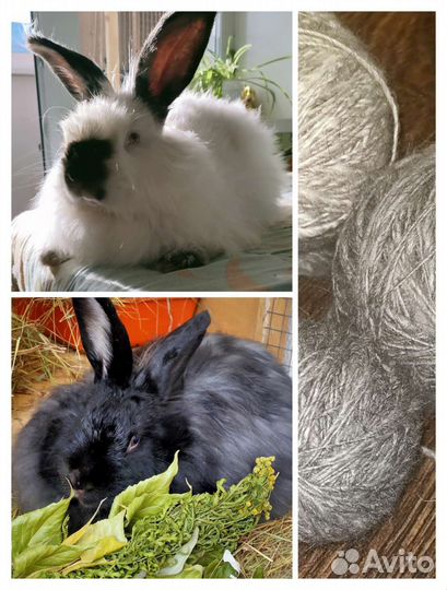 Кролики пуховые
