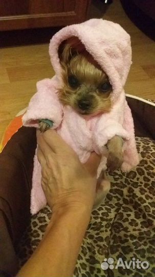 Халатик махровый для собаки