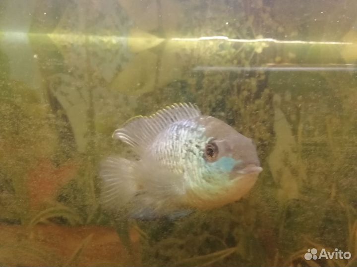 Рыба нанокара 2 штуки