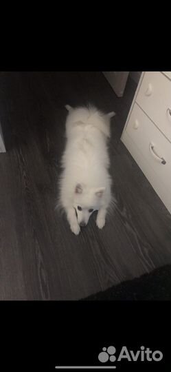 Японский шпиц