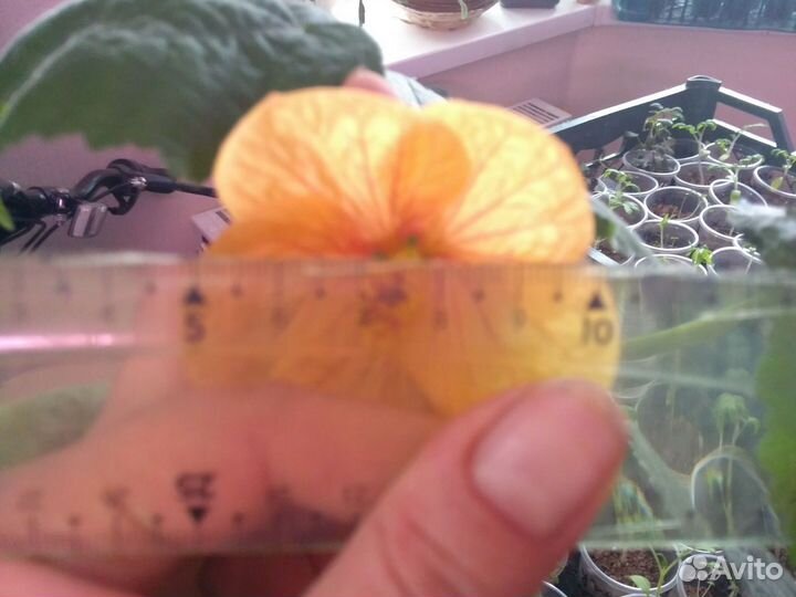 Комнатные цветы абутилон