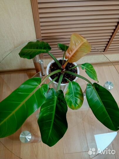 Филодендрон