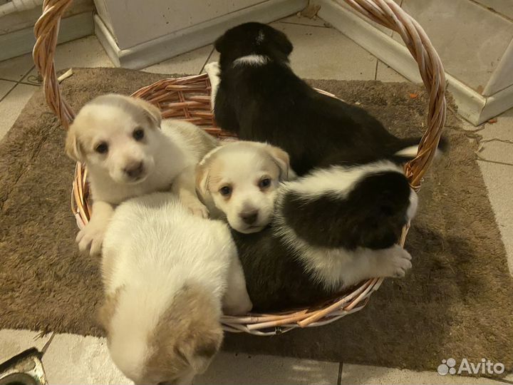 Собаки (кобели, мальчики) в добрые руки