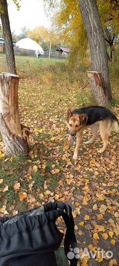 Пес подросток