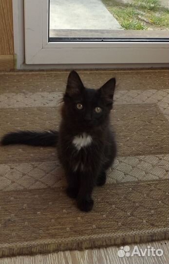 Милые котята