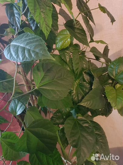 Гибискус комнатный махровый