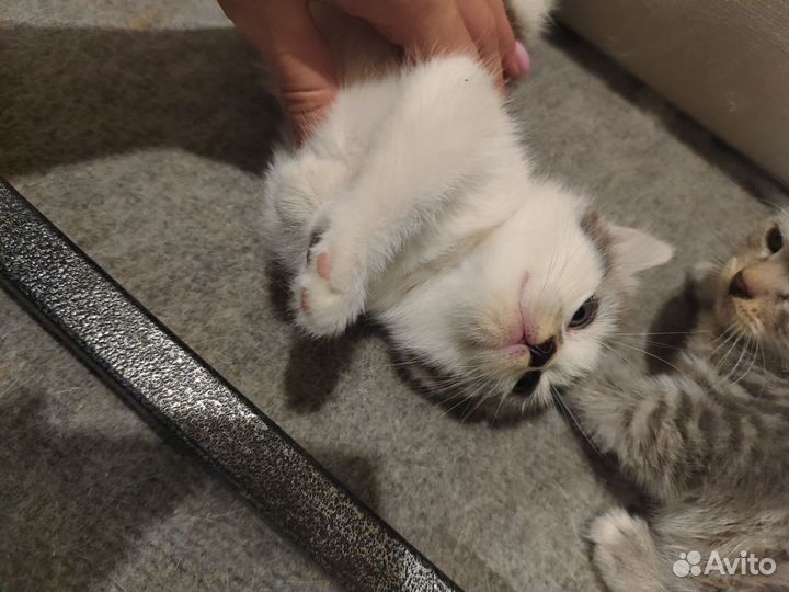 Котеночек