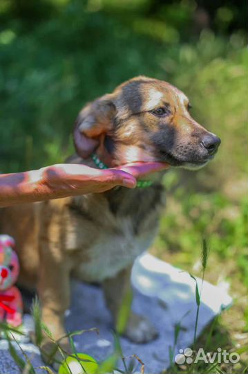 Девочка Карамелька 3,5 мес