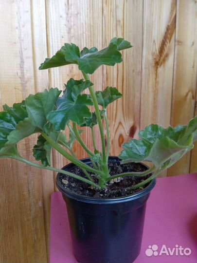 Кармен Андреа,пеларгония