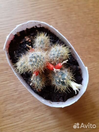 Маммилярия