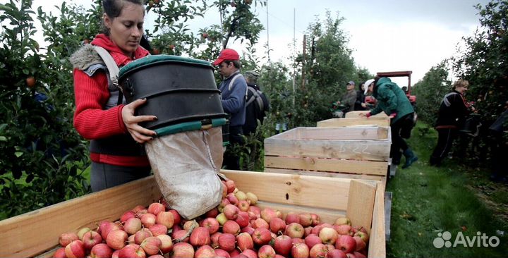 Работник по сборке яблок на сезон