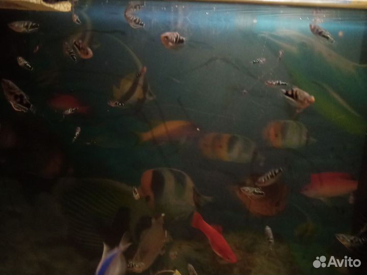 Рыба мраморные гурамики