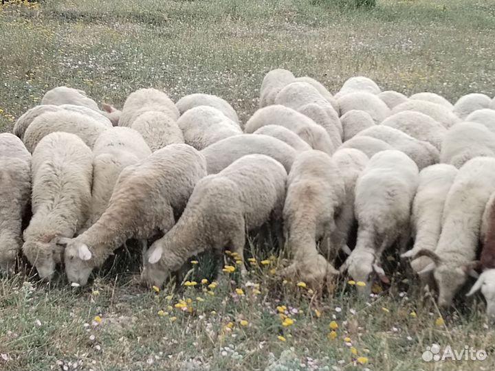 Овцы бараны