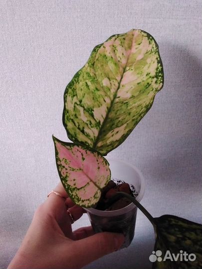 Аглаонемы (детки)