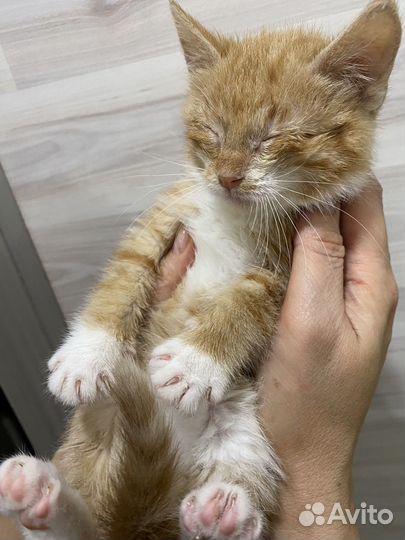 Котенок, мальчик 2,5 месяца ищет дом
