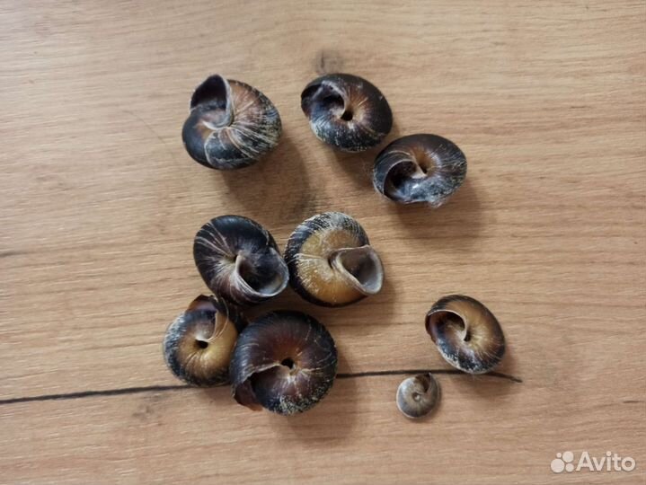 Морская раковина