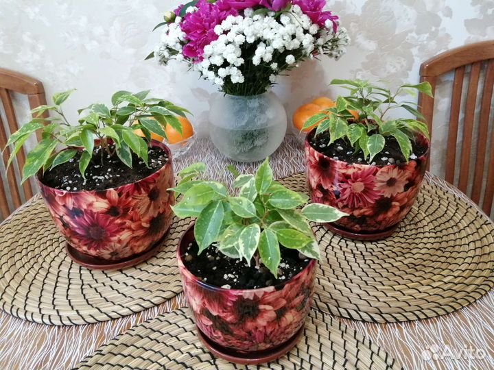 Фикус Бенджамина Кинки