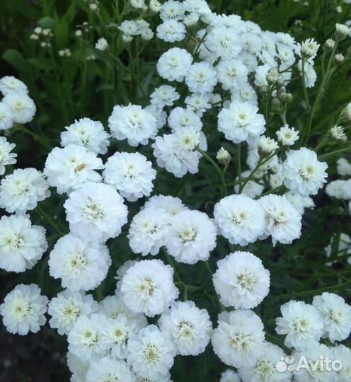 Многолетники, почвопокровные