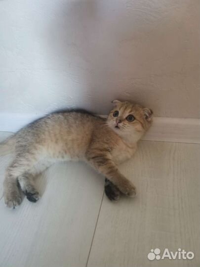 Шотландская вислоухая