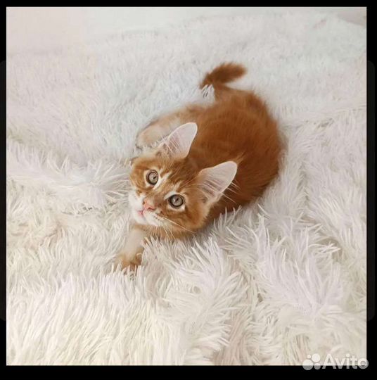 Котенок рыжий Мей Кун Мейн кун