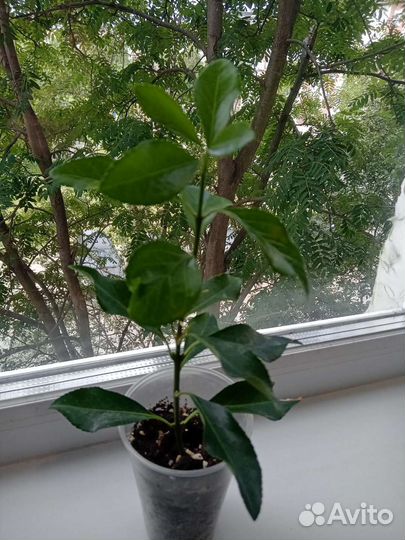 Комнатные цветы