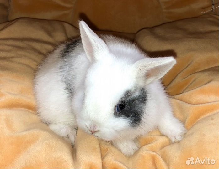 Декоративные кролики