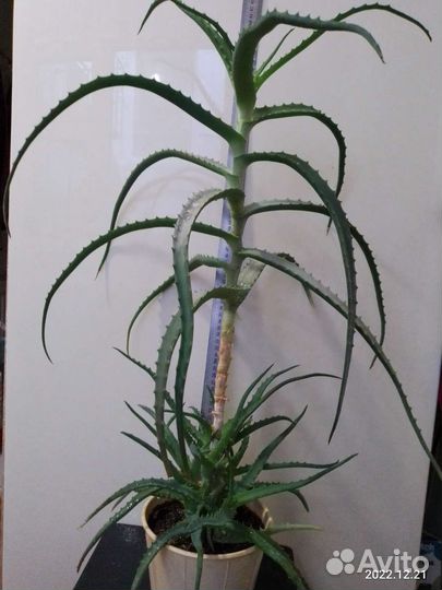 Алоэ лечебный и другие