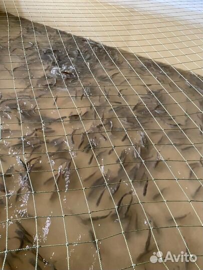 Малек форели