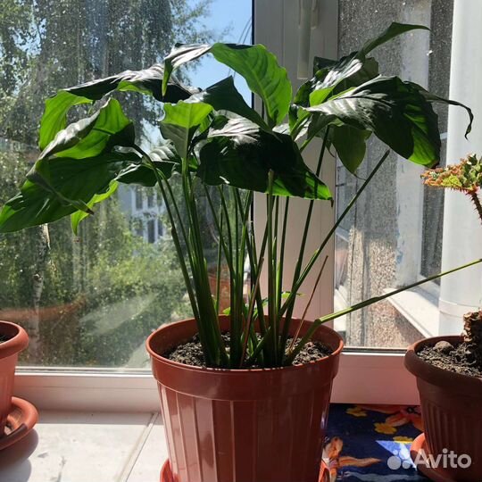 Цветок женское счастье